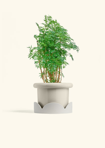 Ming Aralia in a 6 inches Fat Lip Oat Planter in a Oat Petal Drip Tray