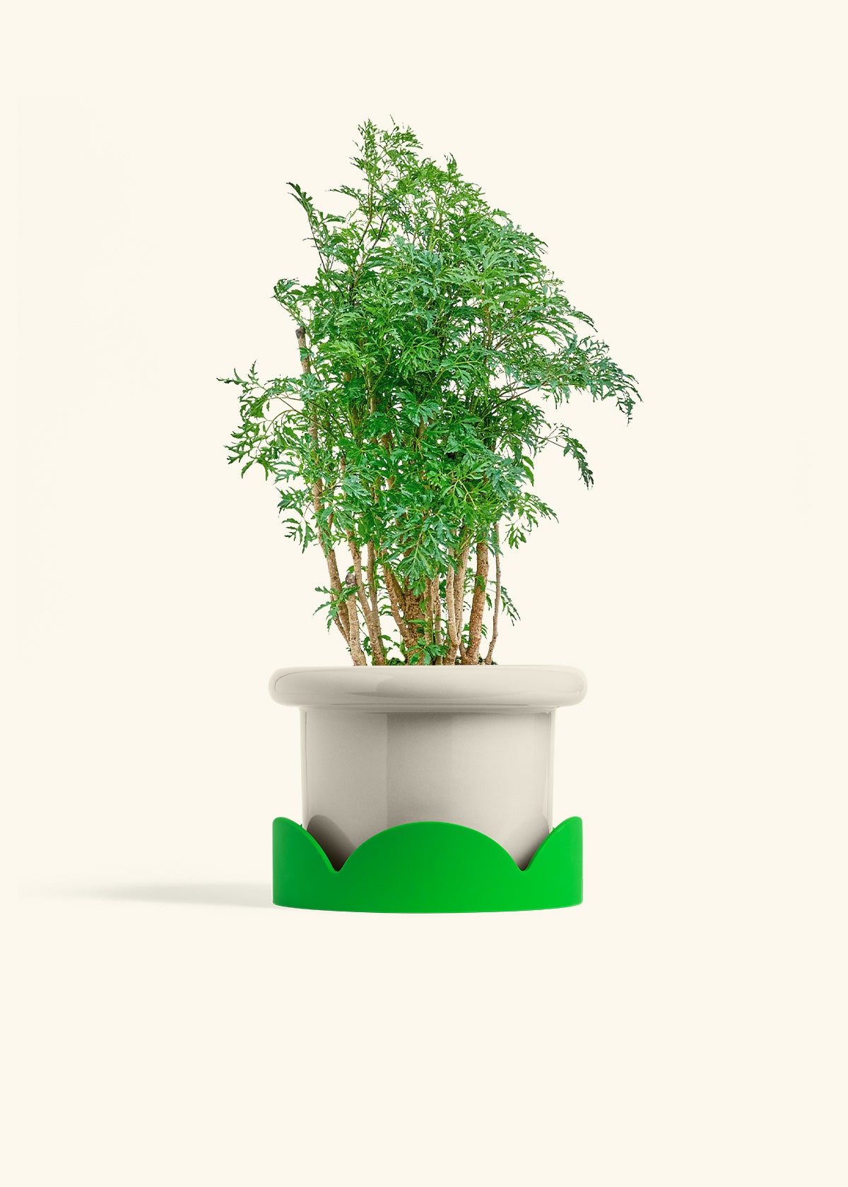 Ming Aralia in a 6 inches Fat Lip Oat Planter in a Shamrock Petal Drip Tray