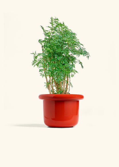Ming Aralia in a 6 inches Fat Lip Red Planter 