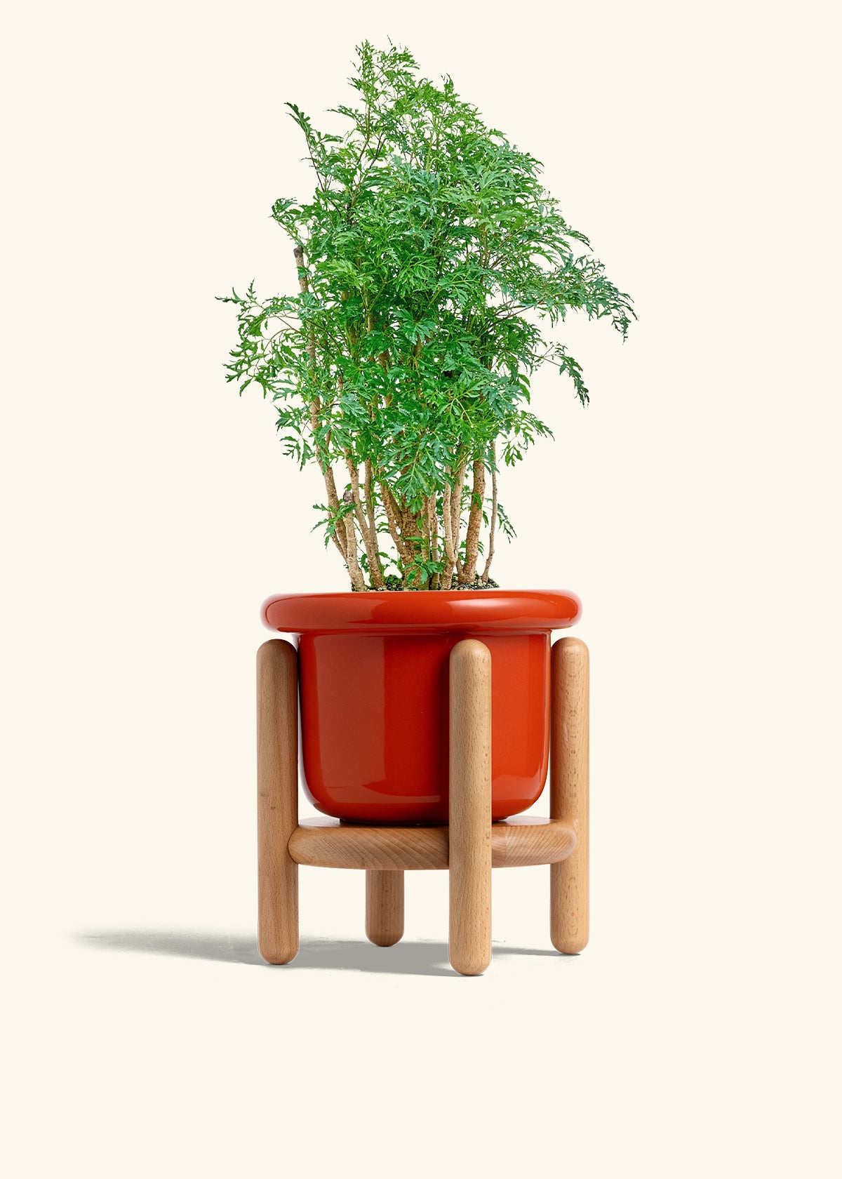 Ming Aralia in a 6 inches Fat Lip Red Planter in a Beech Wood Stand
