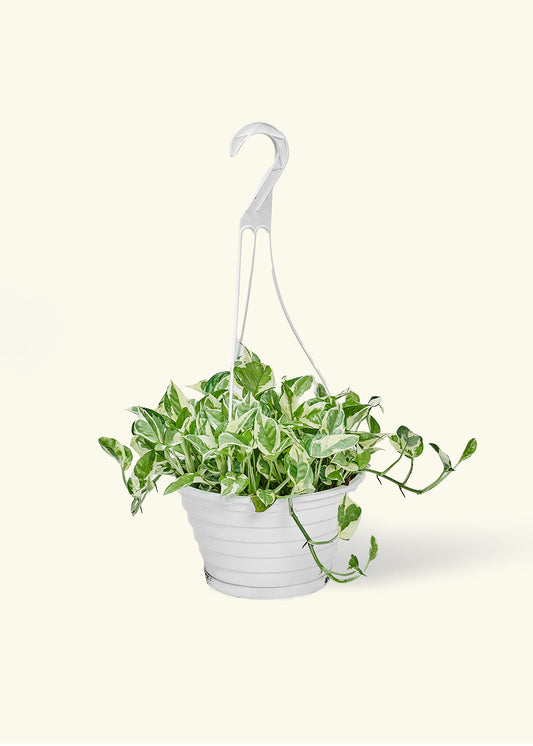 Pothos 'Pearl and Jade', Large