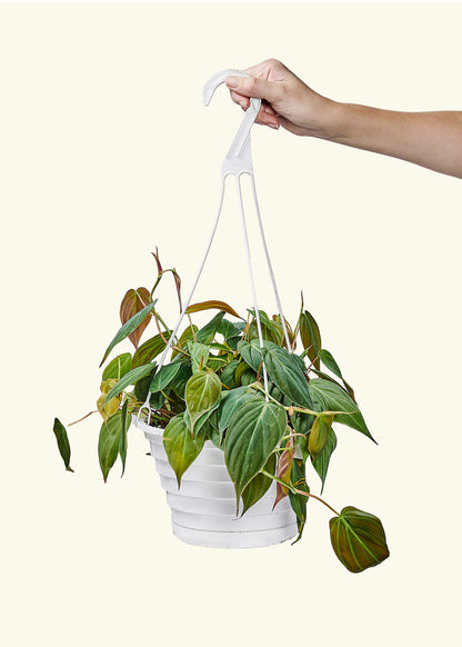 Velvet Leaf Philodendron, Large