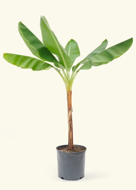 Large Banana Tree (Musa acuminata) in a grow pot.