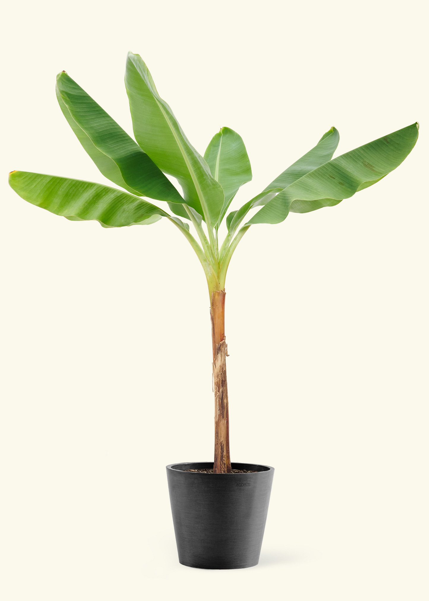 Large Banana Tree (Musa acuminata) in a black pot.