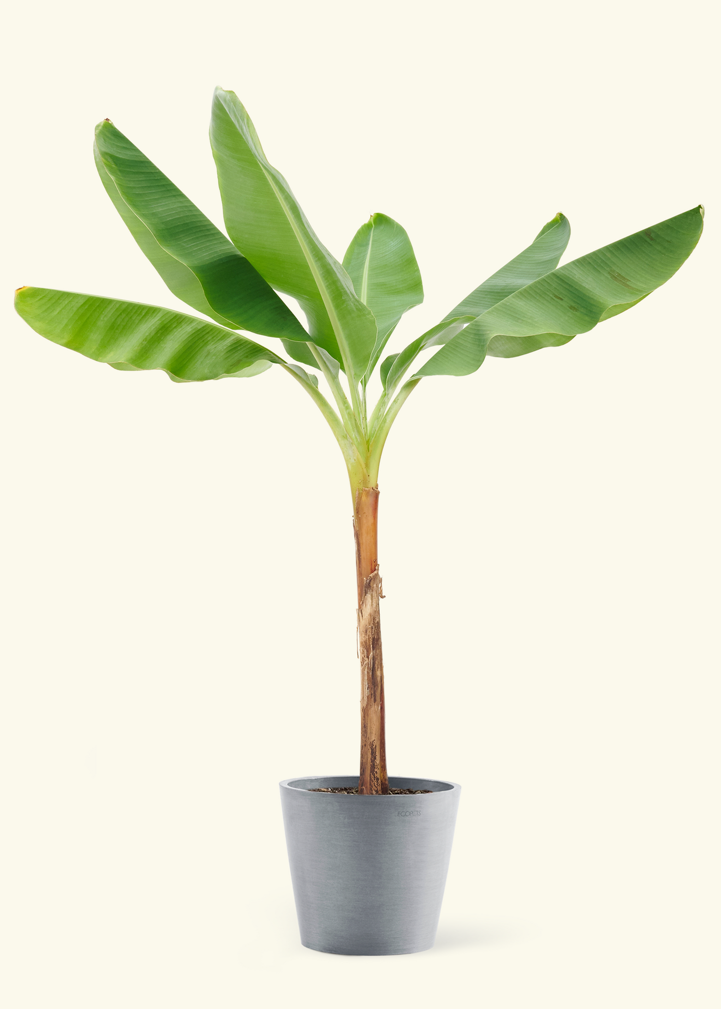 Large Banana Tree (Musa acuminata) in a stone/gray pot.