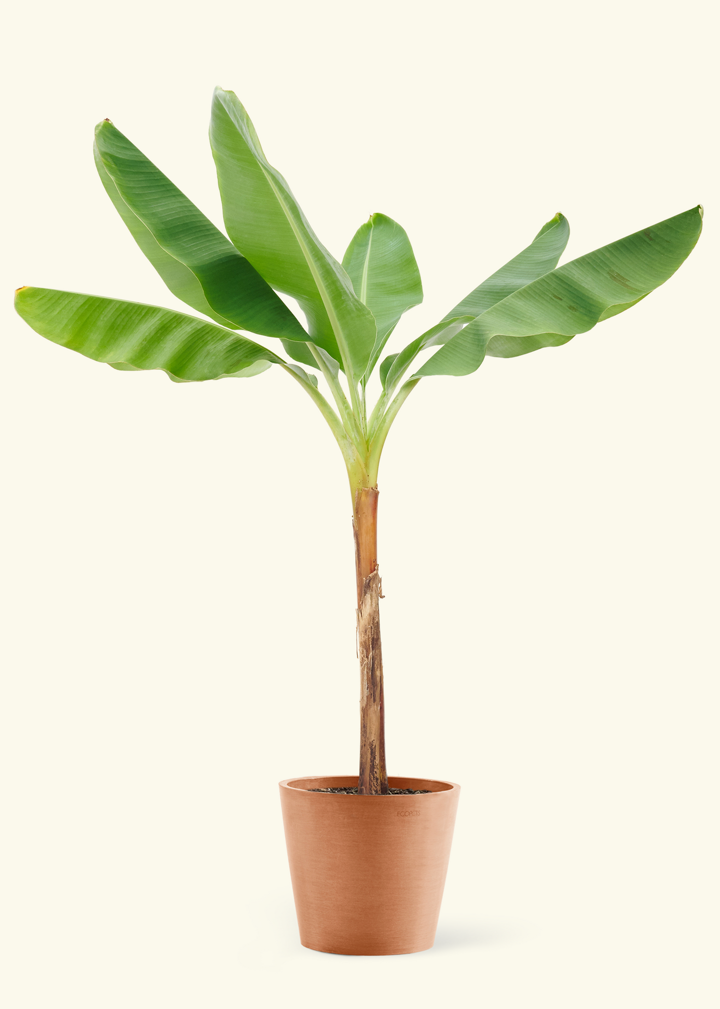 Large Banana Tree (Musa acuminata) in a teracotta pot.