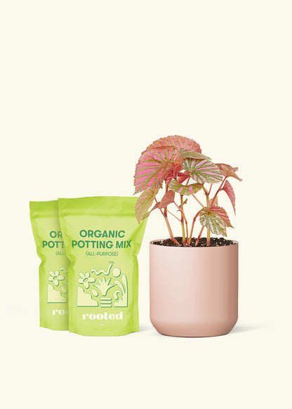 Medium Begonia 'Exotica' in a pink cylinder pot and 2 bags of soil.