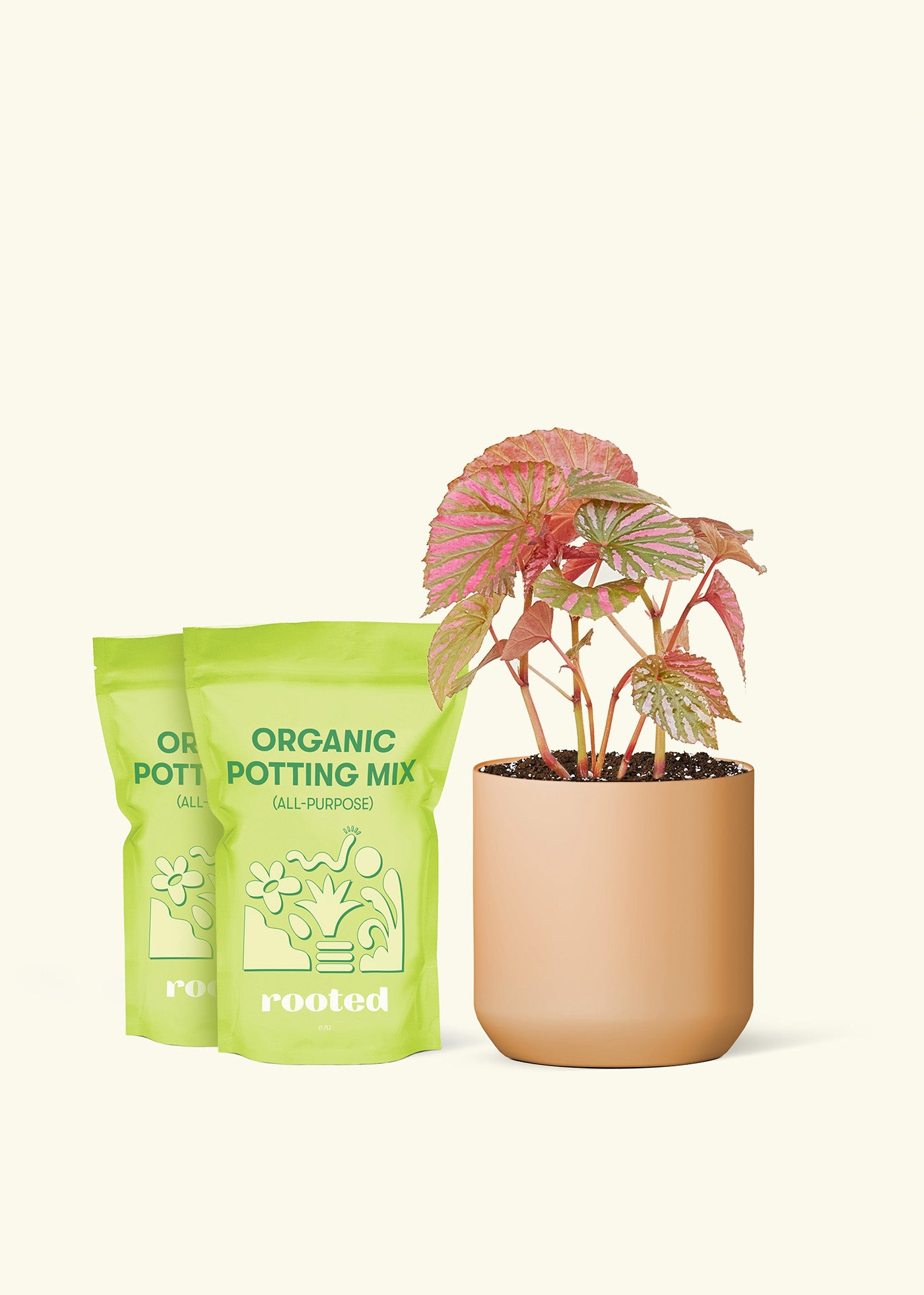 Medium Begonia 'Exotica' in a terracotta cylinder pot and 2 bags of soil.