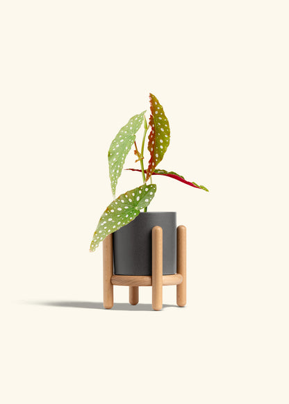 Begonia Maculata in a 4 inches Charcoal Classic Cylinder Planter in a Beech Wood Stand