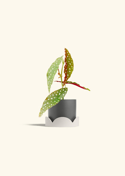 Begonia Maculata in a 4 inches Charcoal Classic Cylinder Planter in a Oat Petal Drip Tray