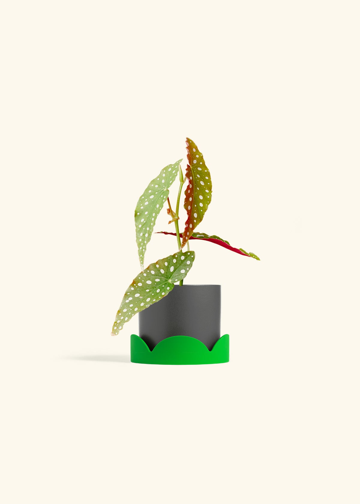 Begonia Maculata in a 4 inches Charcoal Classic Cylinder Planter in a Shamrock Petal Drip Tray
