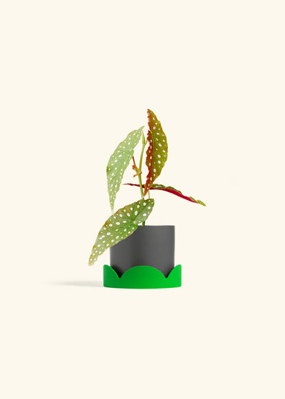 Begonia Maculata in a 4 inches Charcoal Classic Cylinder Planter in a Shamrock Petal Drip Tray
