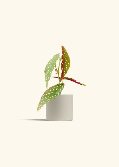 Begonia Maculata in a 4 inches Oat Classic Cylinder Planter 