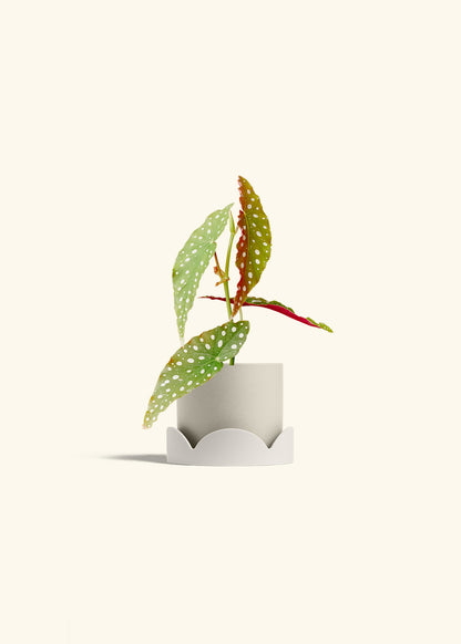Begonia Maculata in a 4 inches Oat Classic Cylinder Planter in a Oat Petal Drip Tray
