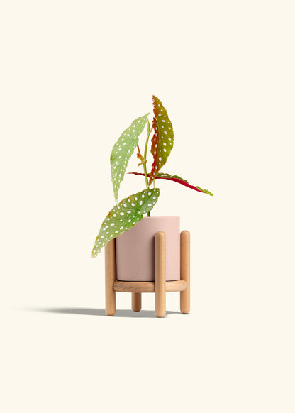 Begonia Maculata in a 4 inches Pink Classic Cylinder Planter in a Beech Wood Stand