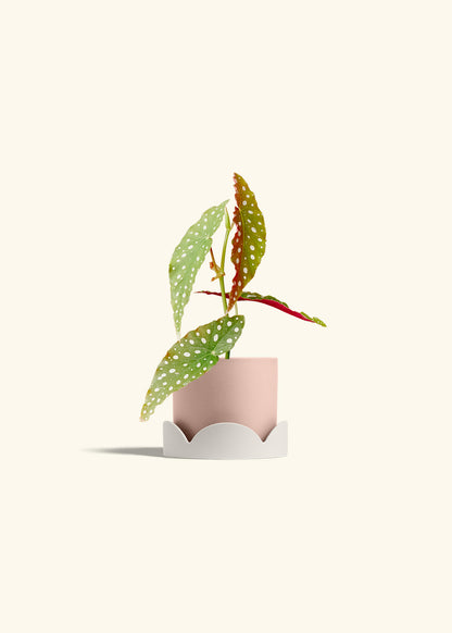 Begonia Maculata in a 4 inches Pink Classic Cylinder Planter in a Oat Petal Drip Tray