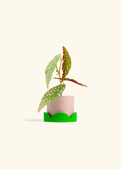 Begonia Maculata in a 4 inches Pink Classic Cylinder Planter in a Shamrock Petal Drip Tray