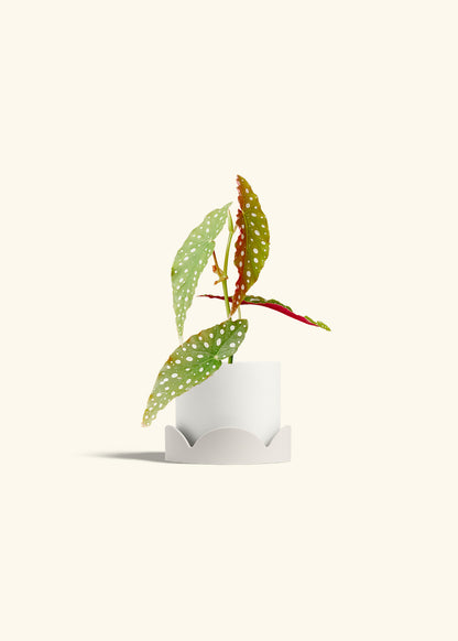 Begonia Maculata in a 4 inches White Classic Cylinder Planter in a Oat Petal Drip Tray