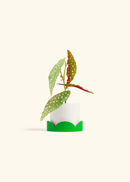 Begonia Maculata in a 4 inches White Classic Cylinder Planter in a Shamrock Petal Drip Tray
