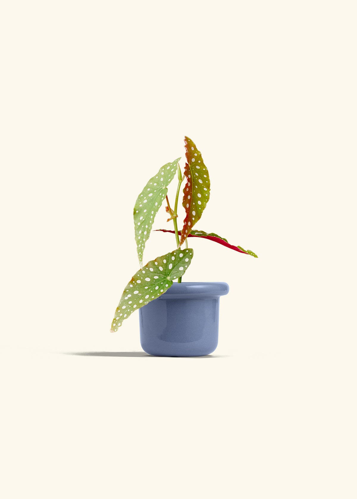 Begonia Maculata in a 4 inches Fat Lip Blue Planter 