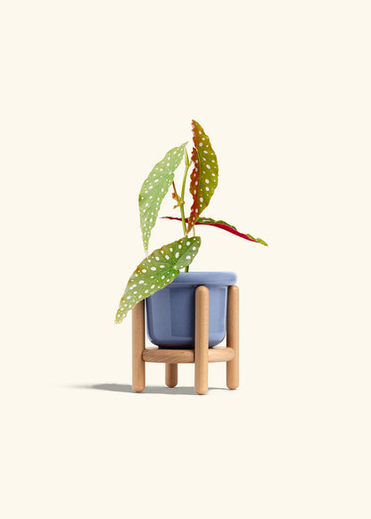 Begonia Maculata in a 4 inches Fat Lip Blue Planter in a Beech Wood Stand