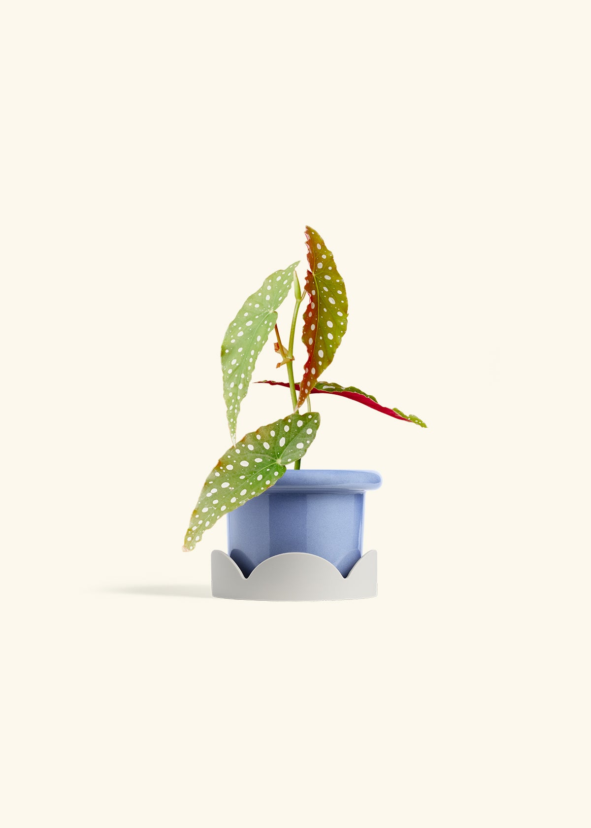 Begonia Maculata in a 4 inches Fat Lip Blue Planter in a Oat Petal Drip Tray