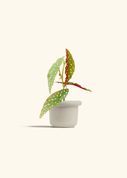 Begonia Maculata in a 4 inches Fat Lip Oat Planter 