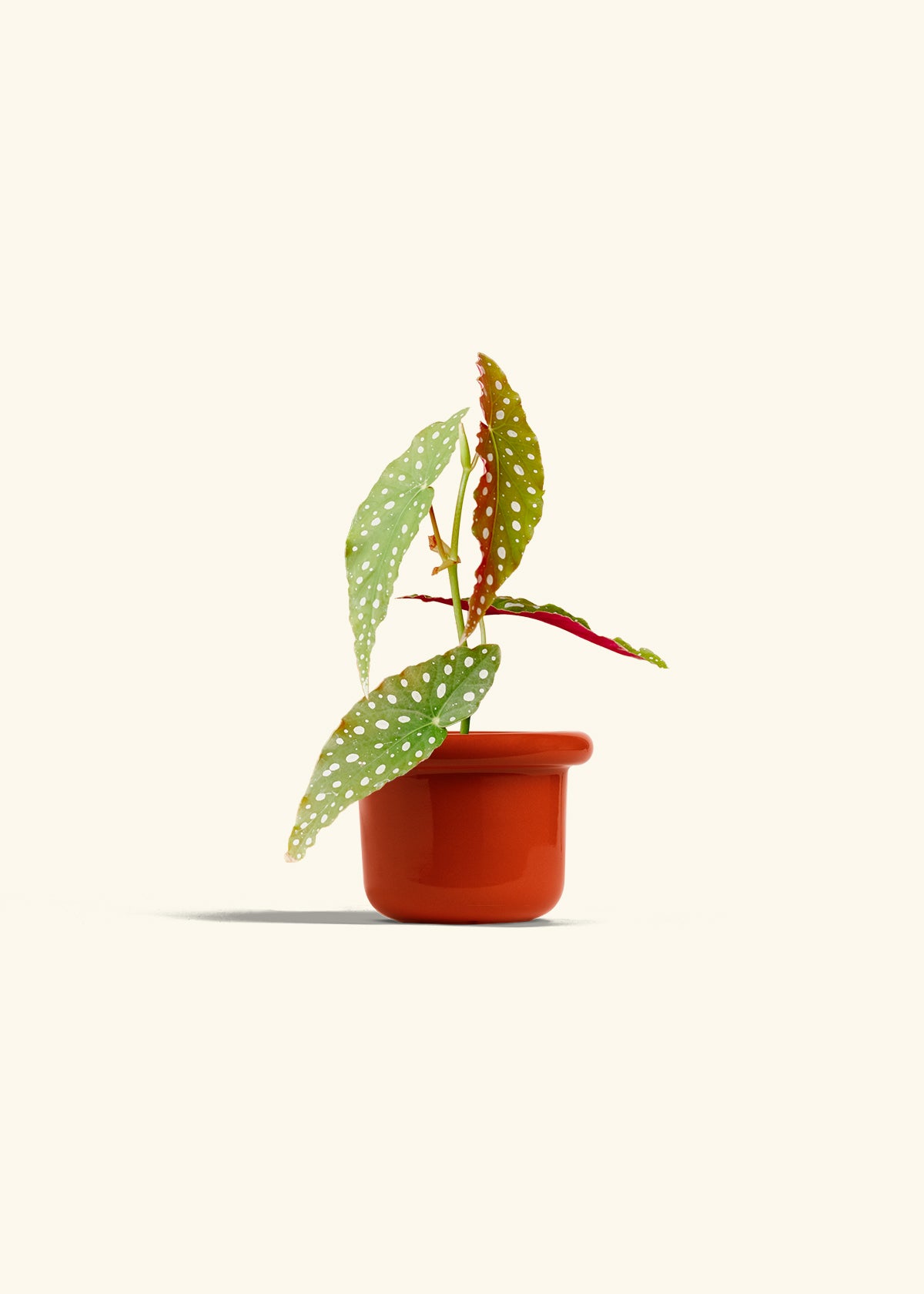 Begonia Maculata in a 4 inches Fat Lip Red Planter 