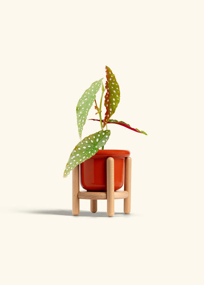 Begonia Maculata in a 4 inches Fat Lip Red Planter in a Beech Wood Stand