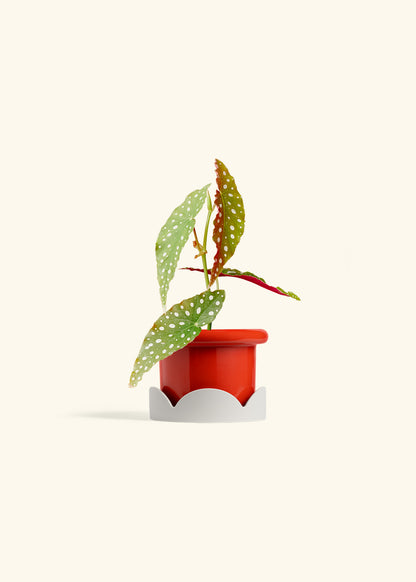 Begonia Maculata in a 4 inches Fat Lip Red Planter in a Oat Petal Drip Tray