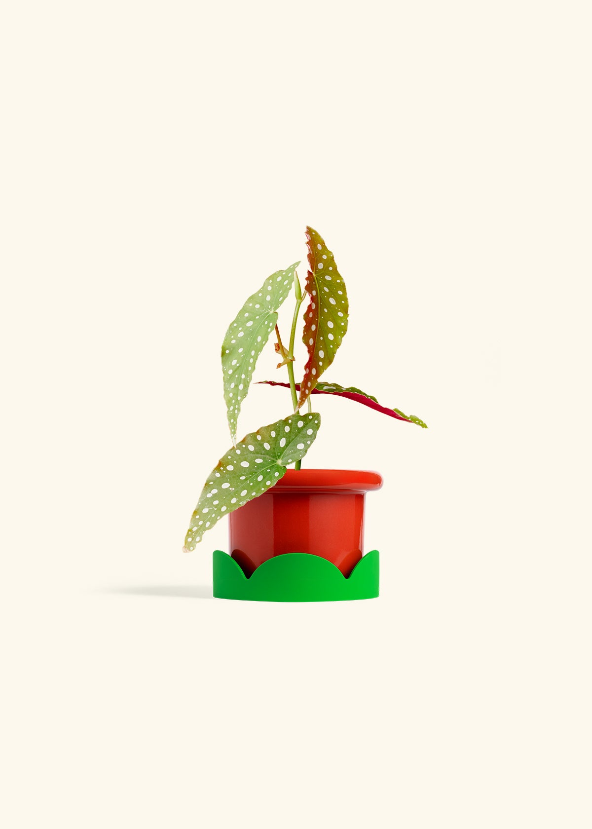 Begonia Maculata in a 4 inches Fat Lip Red Planter in a Shamrock Petal Drip Tray