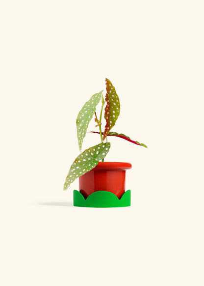 Begonia Maculata in a 4 inches Fat Lip Red Planter in a Shamrock Petal Drip Tray