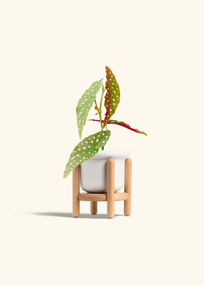 Begonia Maculata in a 4 inches Fat Lip White Planter in a Beech Wood Stand