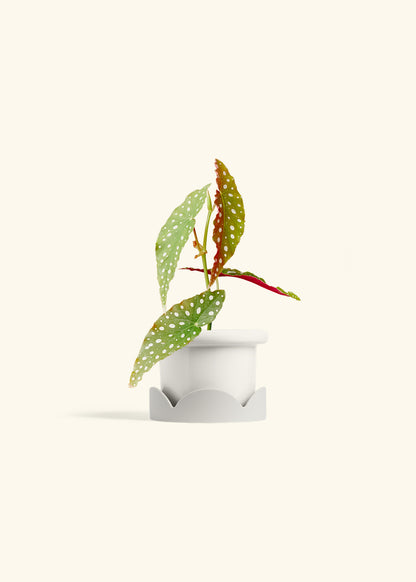 Begonia Maculata in a 4 inches Fat Lip White Planter in a Oat Petal Drip Tray
