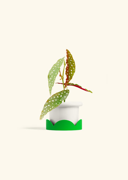 Begonia Maculata in a 4 inches Fat Lip White Planter in a Shamrock Petal Drip Tray