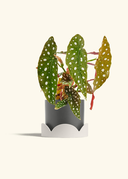 Begoia Maculata in a 6 inches Pink Classic Cylinder Planter in a Beech Wood Stand