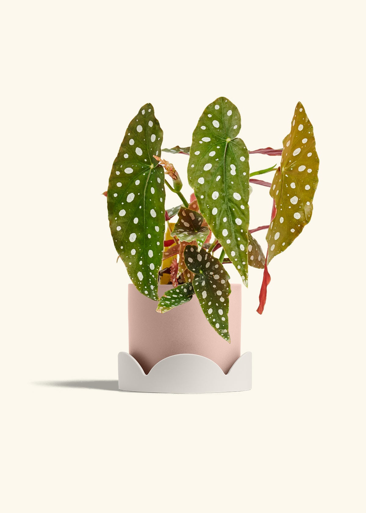 Begoia Maculata in a 6 inches Pink Classic Cylinder Planter in a Oat Petal Drip Tray