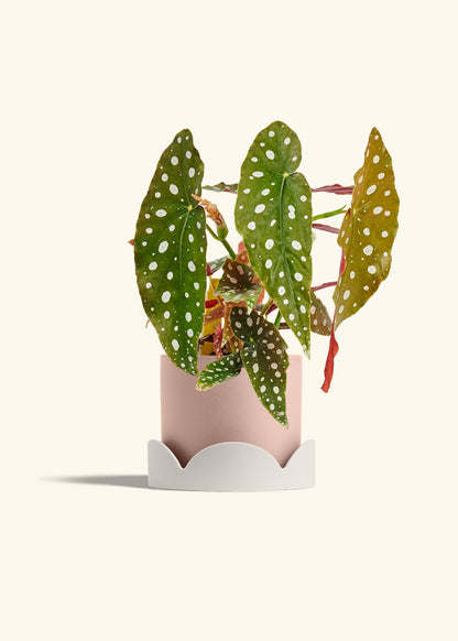 Begoia Maculata in a 6 inches Pink Classic Cylinder Planter in a Oat Petal Drip Tray