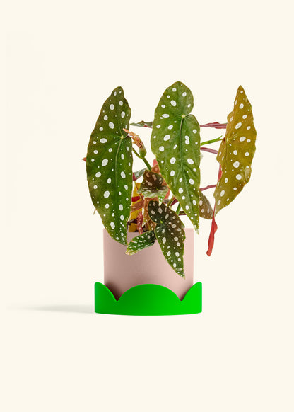 Begoia Maculata in a 6 inches Pink Classic Cylinder Planter in a Shamrock Petal Drip Tray