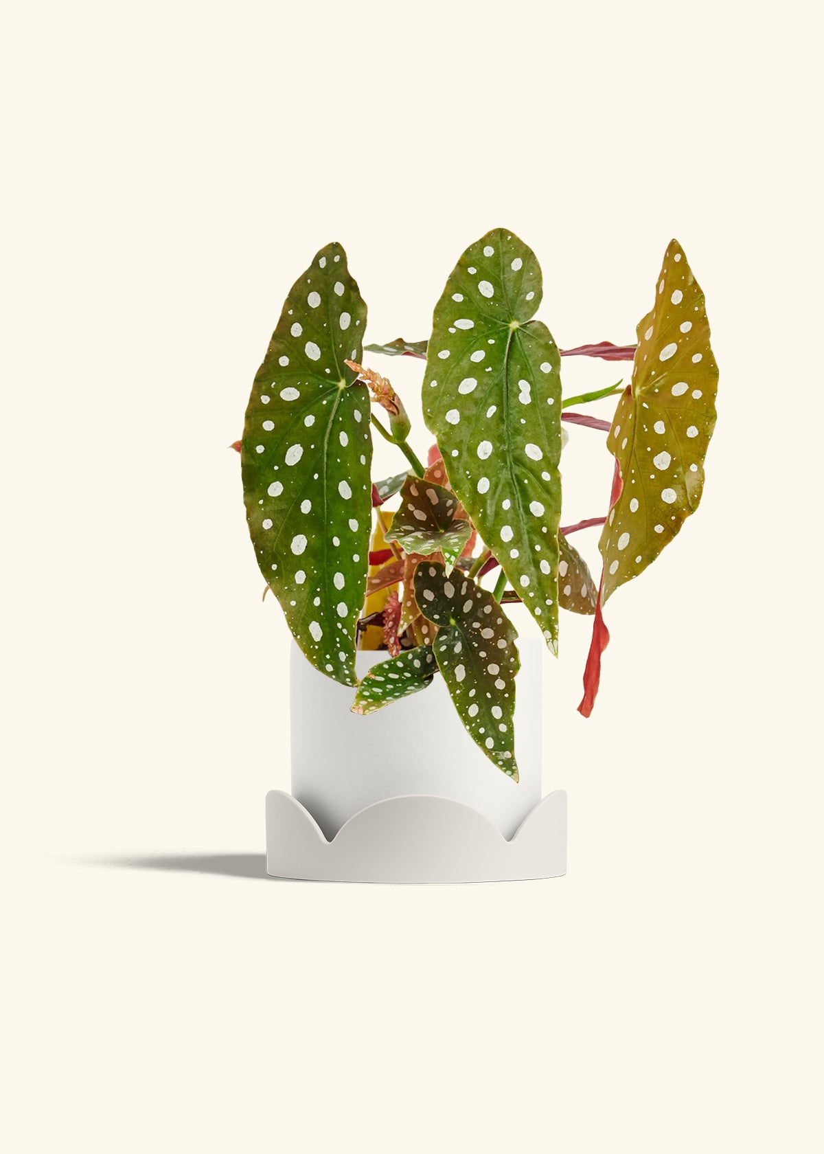 Begoia Maculata in a 6 inches White Classic Cylinder Planter in a Oat Petal Drip Tray