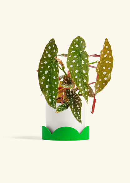 Begoia Maculata in a 6 inches White Classic Cylinder Planter in a Shamrock Petal Drip Tray