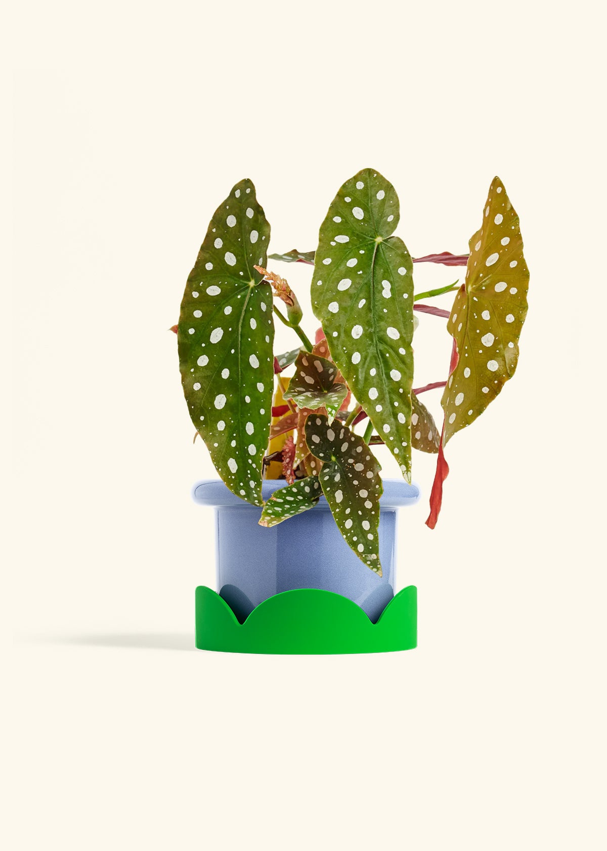 Begoia Maculata in a 6 inches Fat Lip Blue Planter in a Shamrock Petal Drip Tray