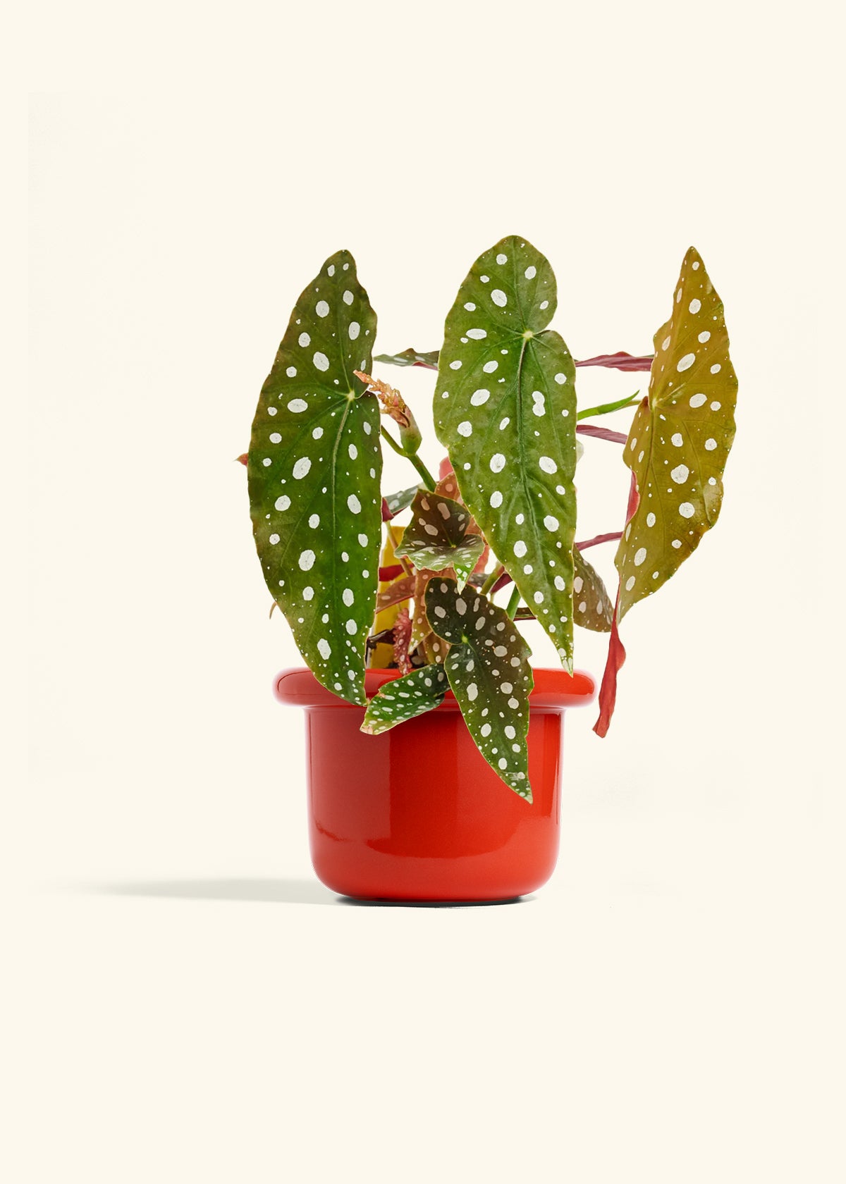 Begoia Maculata in a 6 inches Fat Lip Red Planter 