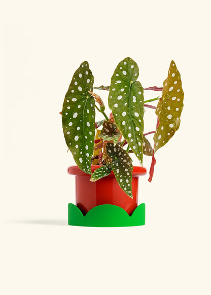 Begoia Maculata in a 6 inches Fat Lip Red Planter in a Shamrock Petal Drip Tray