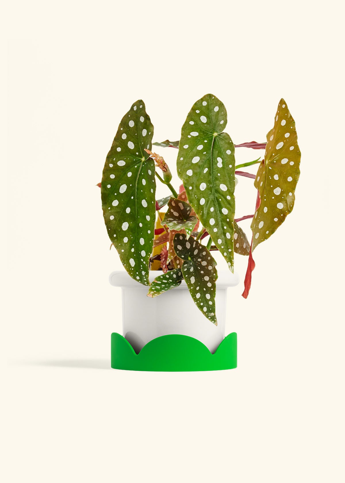 Begoia Maculata in a 6 inches Fat Lip White Planter in a Shamrock Petal Drip Tray