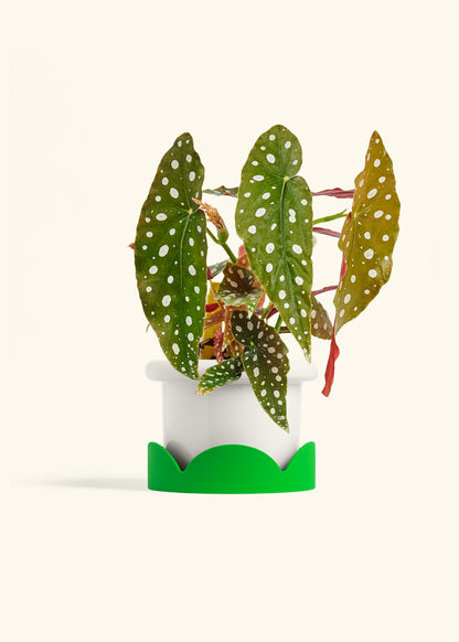 Begoia Maculata in a 6 inches Fat Lip White Planter in a Shamrock Petal Drip Tray