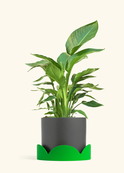 White Bird of Paradise in a 10 inches Charcoal Classic Cylinder Planter in a Oat Petal Drip Tray