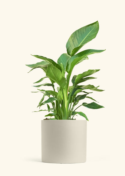 White Bird of Paradise in a 10 inches Oat Classic Cylinder Planter 