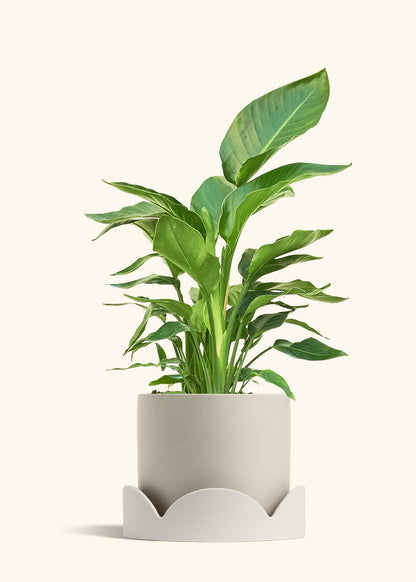 White Bird of Paradise in a 10 inches Charcoal Classic Cylinder Planter in a Oat Petal Drip Tray