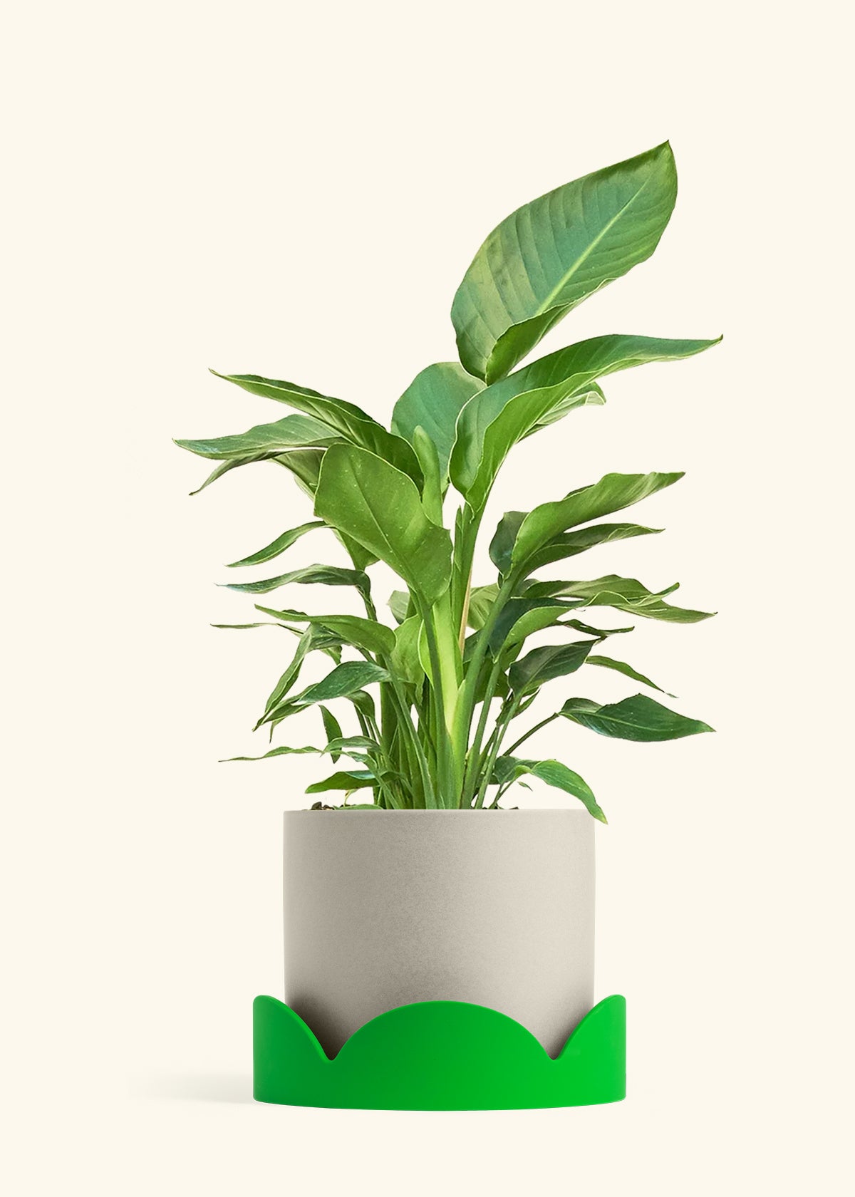 Classic Planter Tray Combo, Oat